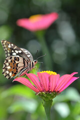 butterfly on flower