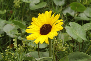 Flor de Giral Sol Amarelo