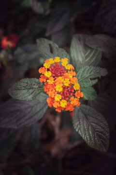 Fondo De Flores, Flores Mexicanas.