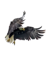 Deurstickers Bald eagle © luis sandoval