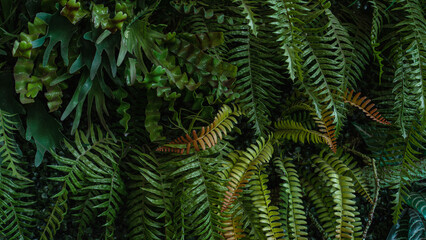 Fototapeta na wymiar Group of dark green tropical leaves background, Nature Lush Foliage Leaf Texture, tropical leaf