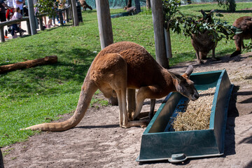 Red Kangaroo (Macropus rufus) © Tara