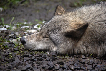 Portrait of a sleeping grey wolf