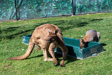 Red Kangaroo (Macropus rufus) © Tara