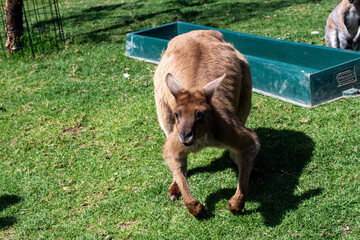 Red Kangaroo (Macropus rufus) © Tara