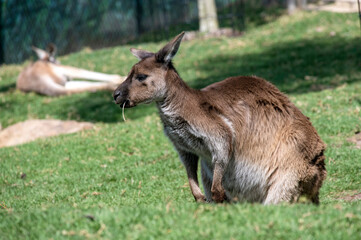 Red Kangaroo (Macropus rufus) © Tara
