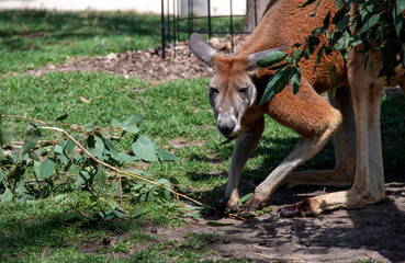 Red Kangaroo (Macropus rufus) © Tara