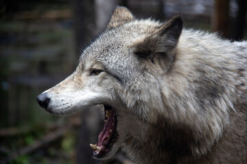 Portrait of a yawning grey wolf