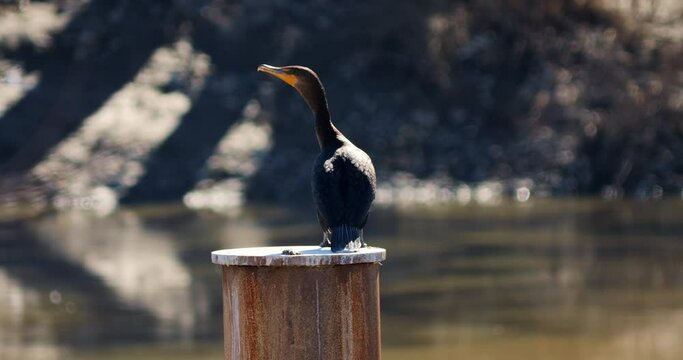 Black cormorant on rusty metal post in delta of a river system 