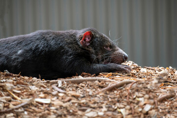 Tasmanian Devil (Sarcophilus harrisii)