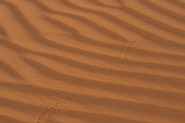 
Ripples on a sand dune at Coral Pink Sand Dunes State Park