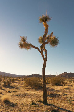 Low angle view of a joshua tree in the Mojave desert on a sunny day with arid desert landscape in the distance
