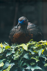 exotic birds outdoors and others in captivity with beautiful colors aven from south america