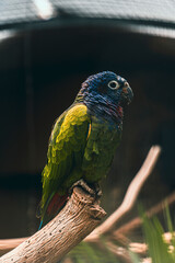 exotic birds outdoors and others in captivity with beautiful colors aven from south america