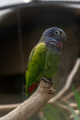 exotic birds outdoors and others in captivity with beautiful colors aven from south america