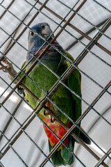 exotic birds outdoors and others in captivity with beautiful colors aven from south america