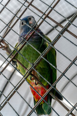 Obraz premium exotic birds outdoors and others in captivity with beautiful colors aven from south america