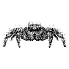 Jumping Spider hand drawing. Vector illustration isolated on background.