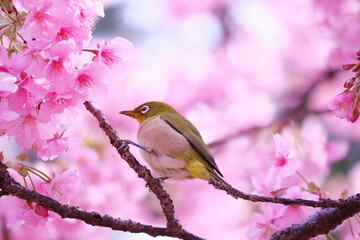 春の訪れと可愛いメジロ