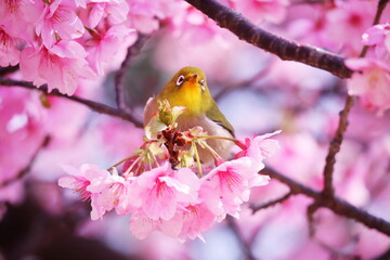 春の訪れと可愛いメジロ