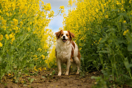 beautiful long haired small mixed dog portrait in the track in a rape seed field
