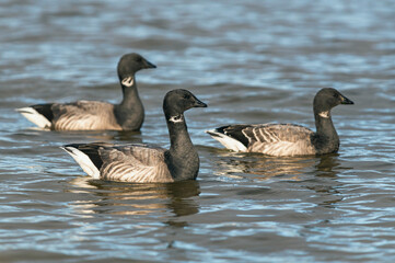 Brent Goose, Branta bernicla - Geese in the environment during winter migration