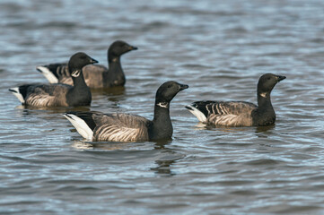 Brent Goose, Branta bernicla - Geese in the environment during winter migration