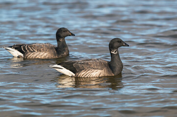 Brent Goose, Branta bernicla - Geese in the environment during winter migration