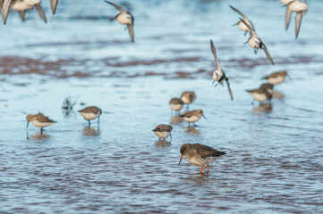 Common Redshank, Tringa totanus and Dunlin, Calidris alpina - birds in the environment during migration