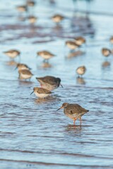Common Redshank, Tringa totanus and Dunlin, Calidris alpina - birds in the environment during migration