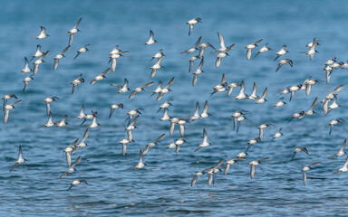 Dunlin, Calidris alpina - Dunlins in flight over environment during migration