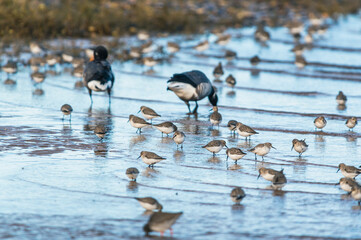 Dunlin, Calidris alpina - feeding in the habitat during winter migration