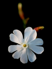 kwiat flower Silene Capensis Undulata Bniec przylądkowy, 