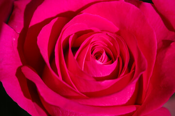 Beautiful red rose for valentines
