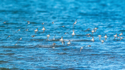 Dunlin, Calidris alpina - Dunlins in flight over environment during migration