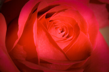Beautiful red rose for valentines