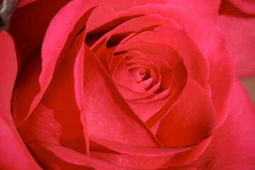 Beautiful red rose for valentines