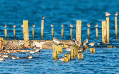Grey Plover, Pluvialis squatarola - Birds in the environment during winter migration