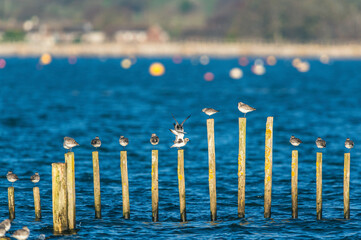 Grey Plover, Pluvialis squatarola - Birds in the environment during winter migration