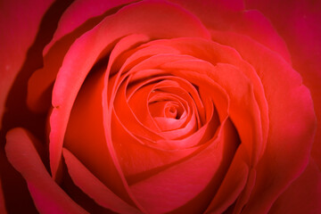 Beautiful red rose for valentines