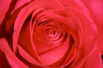 Fototapeta na wymiar Beautiful red rose for valentines