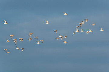 Grey Plover, Pluvialis squatarola - Birds in the environment during winter migration