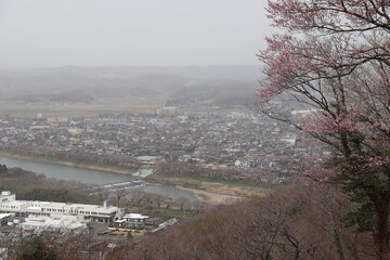 山から望む桜と街並み