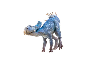 Protoceratops  , dinosaur on  isolated background