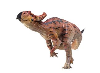 Protoceratops  , dinosaur on  isolated background