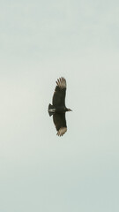 CONDOR
