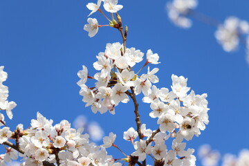 青空の下で咲く可憐な桜