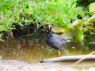 Moorhen In Weeds