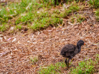  Swamphen Chick Solo