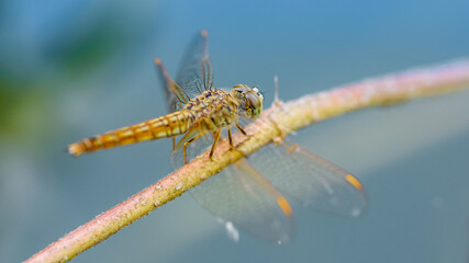 Beautiful of nature, A dragonfly on tree branch and the pond blurred background, Macro shots, Insect in Thailand.